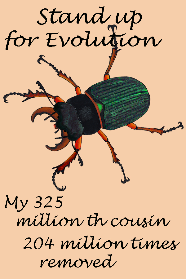 Beetle